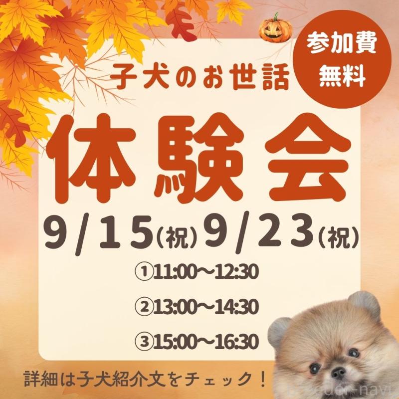 販売中の千葉県のトイプードル-395342の3枚目